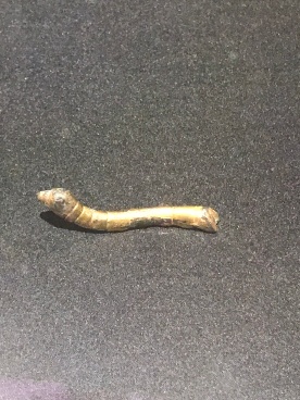 This was so cute and I think close to life size. Gilt bronze silkworm, Han dynasty found in the Qianchi River, Shiquan county, Shaanxi, Shaanxi History Museum Collection.